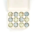 Rainbow Love Bird Eggs