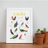 Sarah Edmonds A4 Print - Cocks