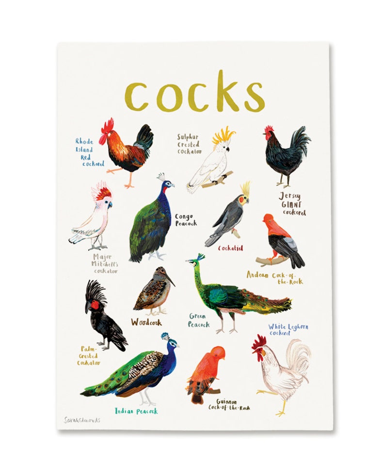 Sarah Edmonds A4 Print - Cocks